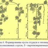Kako uštipati krastavce u stakleniku